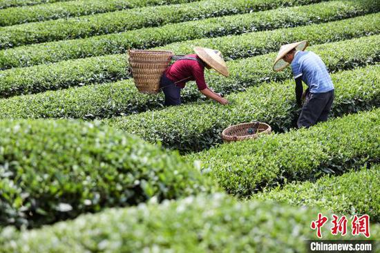 5月22日,茶农在凤冈县何坝街道的茶园采摘夏茶。中新网记者 瞿宏伦 摄 5月22日,茶农在凤冈县何坝街道的茶园采摘夏茶。中新网记者 瞿宏伦 摄