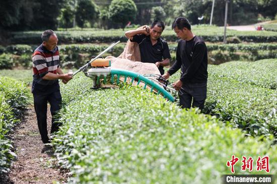 5月22日,茶农在凤冈县何坝街道的茶园用收茶机采收夏茶。中新网记者 瞿宏伦 摄 5月22日,茶农在凤冈县何坝街道的茶园用收茶机采收夏茶。中新网记者 瞿宏伦 摄