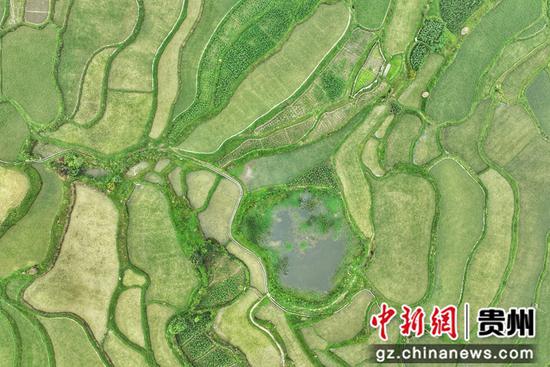 航拍贵州惠水雅水镇蓬路梯田 航拍贵州惠水雅水镇蓬路梯田