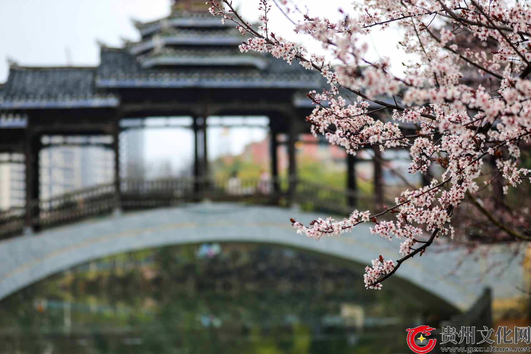 贵州黎平：樱李凝香带露开