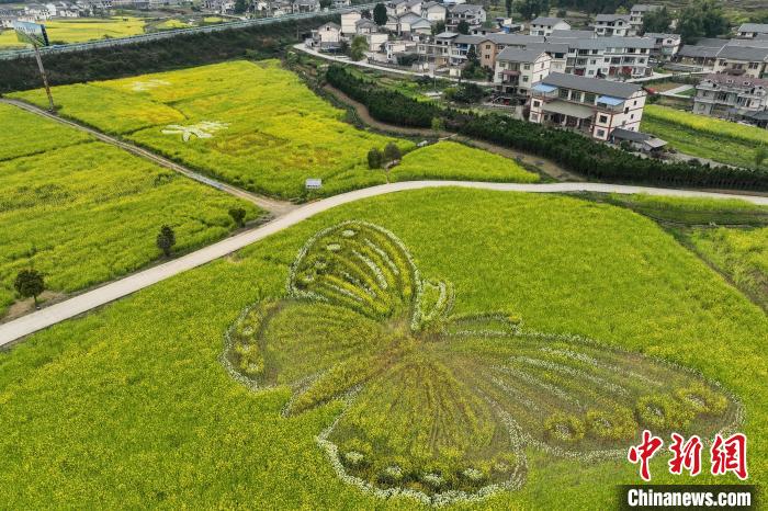 航拍贵州汇川油菜花田巨型“蝴蝶”图案