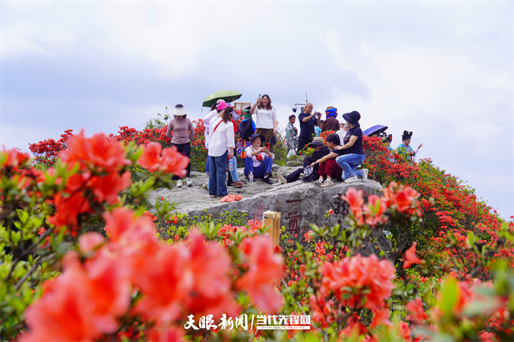 贵州丹寨：万亩杜鹃花盛放引客来