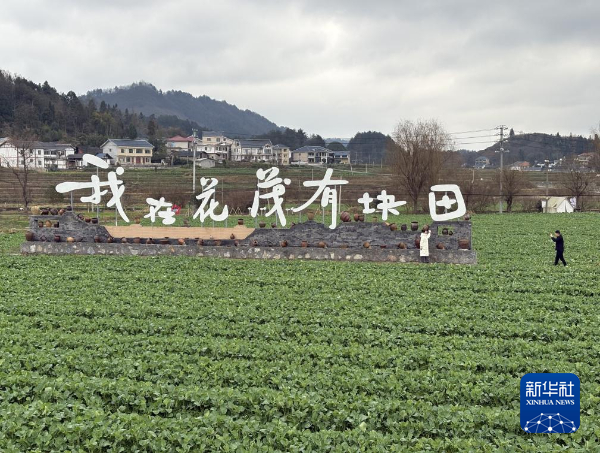 新春走基层丨荒茅田变“花茂”，感受黔北山村“乡愁味道”